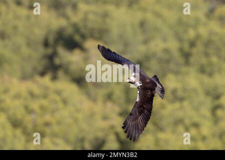 Aigle impérial espagnol (Aquila adalberti), adulte, en vol, province de Cordoue, Andalousie, Espagne, Europe Banque D'Images