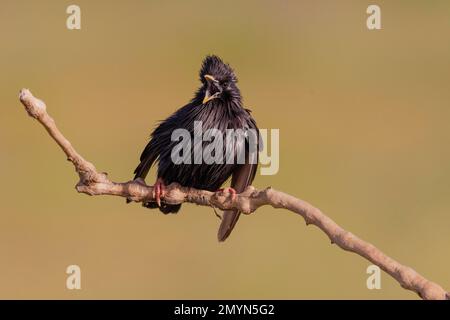 Spotless Starling (Sturnus unicolor), chant sur la branche, El Taray, la Mancha, Espagne, Europe Banque D'Images