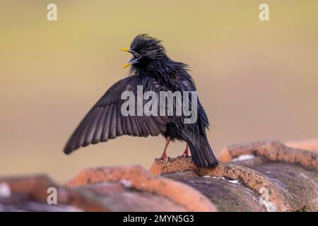 Spotless Starling (Sturnus unicolor), chant, sur le toit, Estrémadure, Espagne, Europe Banque D'Images