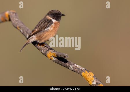 Sonicola rubicola (Saxicola rubicola), homme, robe légère en automne, sur la branche, Parc national de Monfragüe, Estrémadure, Espagne, Europe Banque D'Images