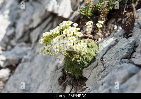 Fleur de montagne, saxifrage bleu-vert (Saxifraga caesia) croissant sur des crevasses de roche en dolomite, pétales blancs, Saxifragaceae, sur la montagne Sarlkofel Banque D'Images