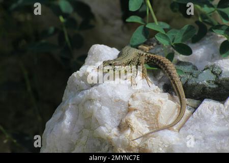 Lézard à paroi commune (Podarcis muralis) mâle sur une pierre Banque D'Images