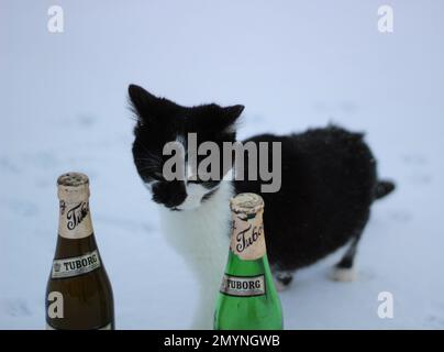 Un chaton noir et blanc debout avec sa tête entre deux bouteilles de bière. Banque D'Images