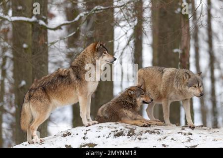 Meute de loups, loups algonquine (Canis lupus lycaon) dans la neige, captive, Allemagne, Europe Banque D'Images