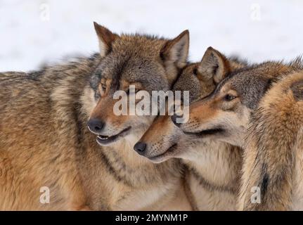 Wolf Pack, loups algongonquides (Canis lupus lycaon) comportement social, dans la neige, captive, Allemagne, Europe Banque D'Images