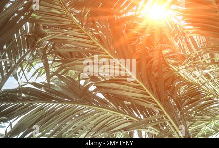 aventure nature fond de forêt verte, forêt tropicale. Sun sur les feuilles de palmier vertes. concept destination progrès, liberté voyage mode de vie utilisation Banque D'Images