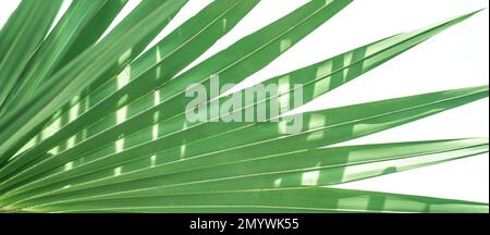 Récolte de feuilles de palmier. Feuille de palmier isolée sur fond blanc. contexte pour le placement des produits. bio naturel, produit écologique Banque D'Images