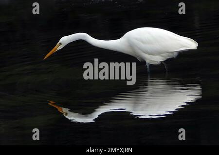 Bernard Spragg - Photographie d'oiseaux - Heron blanc - Egretta alba pumya Banque D'Images