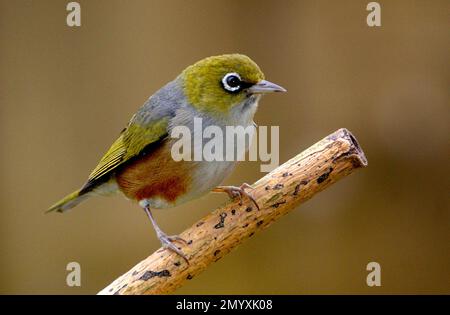 Bernard Spragg - Photographie d'oiseau - yeux argentés - œil de cire - Zosterops lateralis. Banque D'Images