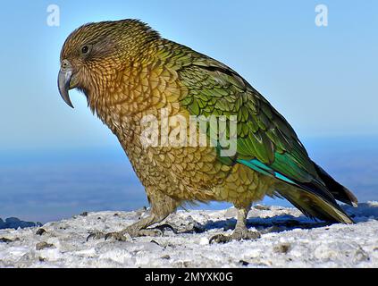 Bernard Spragg - Photographie d'oiseaux - le Kea - le perroquet alpin Naughty - Nestor notabilis - Banque D'Images