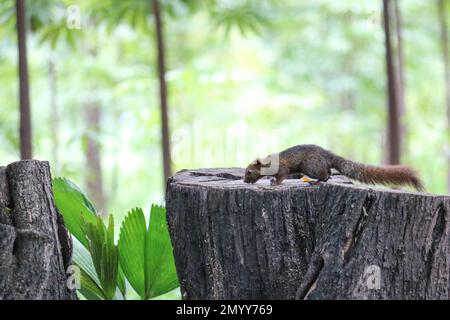 Écureuil d'arbre à ventre rouge (Callosciurus erythraeus), ou écureuil de Pallas - sur une souche d'arbre, Thaïlande. Banque D'Images