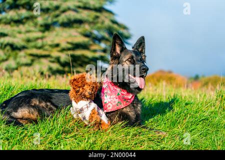 Chien de berger allemand et jouet de gingembre, poodle chiot dans un parc - attention sélective Banque D'Images