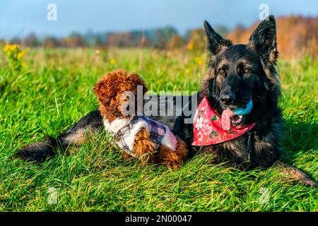 Chien de berger allemand et jouet de gingembre, poodle chiot dans un parc - attention sélective Banque D'Images