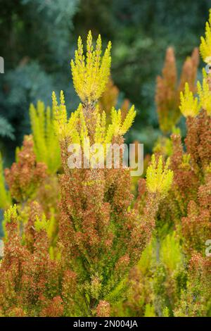 Erica arborea Or d'Albert, lande d'arbres Or d'Albert, arbuste à feuilles persistantes, jeune feuillage jaune doré Banque D'Images