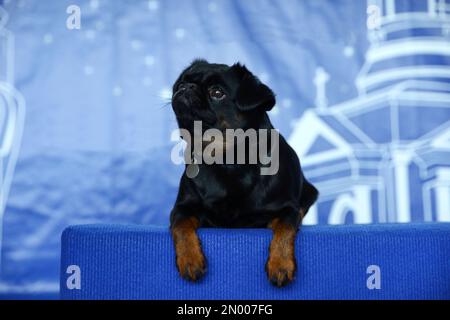 Adorable petit Brabancon noir sur fond bleu flou Banque D'Images