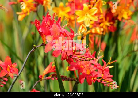 Crocosmia Hellfire, montbertia Hellfire, regroupe des fleurs crimson brillantes Banque D'Images