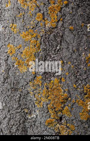 Xanthoria parietina lichen orange commun, échelle jaune, lichen solaire maritime et lichen de rivage sur l'écorce de branche d'arbre. Branche fine sèche avec ora Banque D'Images