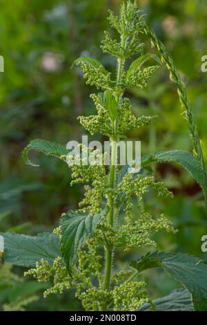 Photo d'une plante l'ortie. L'ortie avec des feuilles vertes. Plante d'arrière-plan l'ortie pousse dans le sol. Plante. Banque D'Images