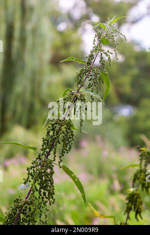 Photo d'une plante l'ortie. L'ortie avec des feuilles vertes. Plante d'arrière-plan l'ortie pousse dans le sol. Plante. Banque D'Images