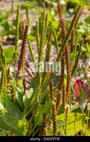 Plante plantain à fleurs sur sol sableux. Plantago plantain à grandes feuilles, pied d'homme blanc ou plantain plus grand. Banque D'Images