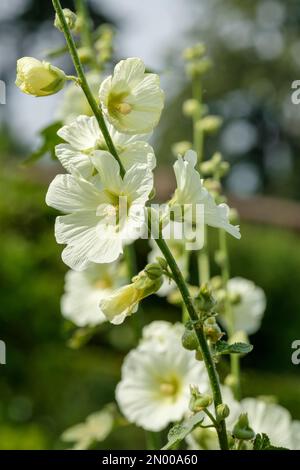 Alcea rugosa, Althaea rugosostellata, hollyhock russe, bisannuel, fleurs jaunes d'primevent en forme d'entonnoir Banque D'Images