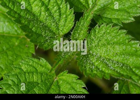 Photo d'une plante l'ortie. L'ortie avec des feuilles vertes. Plante d'arrière-plan l'ortie pousse dans le sol. Plante. Banque D'Images