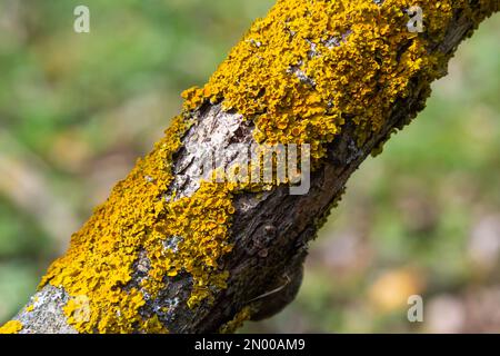 Lichen orange, Xanthoria parietina, croissant sur l'écorce d'arbre. Banque D'Images