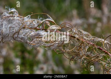 Gros plan d'une tête de graine blanche séchée d'herbe à feu ou de grande wlowherb ou rosebay willowherb Chamaenerion angustifolium aginst un bac brun doré flou Banque D'Images