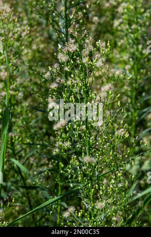 Erigeron canadensis est une espèce de plantes à fleurs de la famille des Asteraceae. Le canadensis latin est un épithète qui fait référence à son lieu de croissance au Canada. Banque D'Images