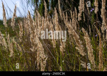 Calamagrostis epigejos est une plante herbacée vivace de la famille des jambes minces avec un long rhizome rampant. Plantes d'automne avec graines. pla médicinal Banque D'Images