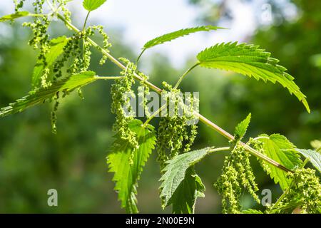 Photo d'une plante l'ortie. L'ortie avec des feuilles vertes. Plante d'arrière-plan l'ortie pousse dans le sol. Plante. Banque D'Images