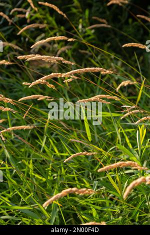 Anthoxanthum odoratum épillets dorés dans un champ d'été août. Banque D'Images