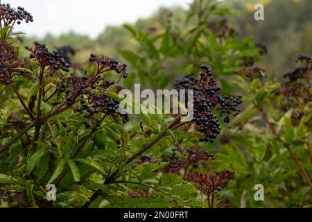 Dans les baies sauvages mûres sur Sambucus ebulus, un ancien herbacé noir. Banque D'Images