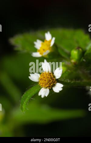 Galinsoga quadriradiata, soldat de Galinsoga ciliata, Marguerite péruvienne, galinsoga poilu, adventice à franges. Banque D'Images