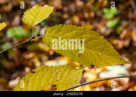 Feuilles de charme. Feuilles d'automne de couleur dorée et de belle texture. Banque D'Images