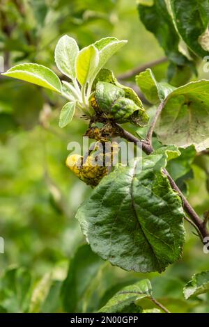 Pucerons aux pommes qui se torchent les feuilles de rose, Dysaphis devecta, ravageur des pommiers. Détail de la feuille affectée. Banque D'Images