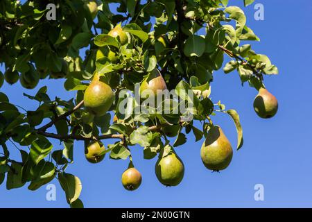 Un bouquet de poires dans l'arbre. Avantages des poires. Fond bleu ciel Banque D'Images