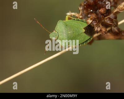 Gros plan détaillé sur un insecte de protection vert adulte, Palomena prasina assis dans la végétation Banque D'Images