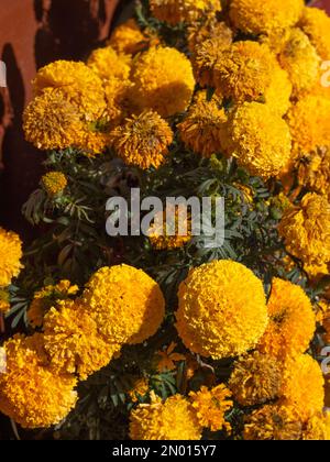 Gros plan sur un marigot éclatant. Banque D'Images