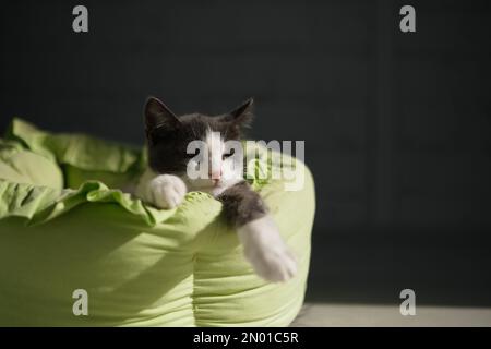 Joli chat tabby se relaxant au soleil et regardant l'appareil photo. Photo de haute qualité Banque D'Images