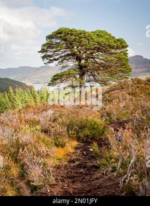 Un grand arbre au sommet de l'une des collines surplombant Glen Affric dans les Highlands écossais par une journée ensoleillée Banque D'Images