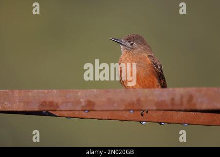 Cliff Flycatcher, Trilha dos Tucanos, Tapiraì, SP, Brésil, Août 2022 Banque D'Images