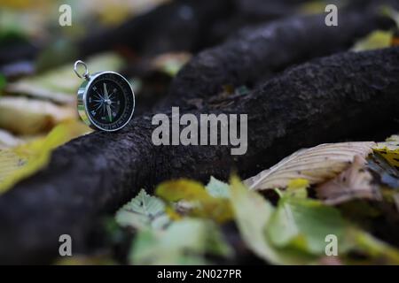 Gros plan sur les feuilles d'automne en chute libre avec un rétroéclairage éclatant du soleil couchant Banque D'Images
