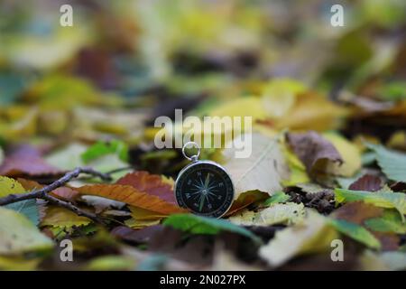 Gros plan sur les feuilles d'automne en chute libre avec un rétroéclairage éclatant du soleil couchant Banque D'Images
