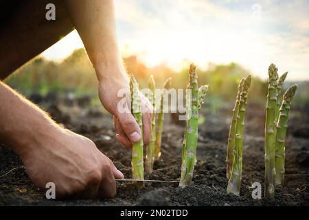 Homme cueillant des asperges fraîches dans le champ, gros plan Banque D'Images