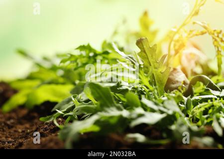 Jeunes pousses ensoleillées de la plante de l'arugula dans le sol, en gros plan Banque D'Images