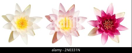 Ensemble de magnifiques fleurs de lotus sur fond blanc. Bannière Banque D'Images