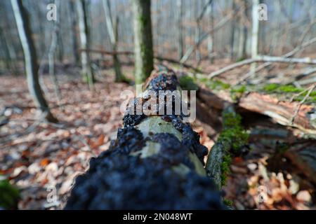 Champignon non comestible Exidia nigricans sur le bois de mousse. Connu sous le nom de beurre de Warlocks. Champignon noir sauvage dans la forêt. Banque D'Images