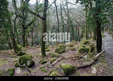 La mousse couvrait des arbres à Dewerstone Woods, au bord du Dartmoor, au pont de Shaugh. Rochers et arbres couverts de mousse et d'autres formes de vie. Banque D'Images