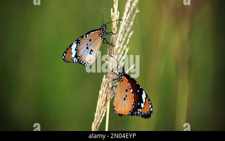 Un gros plan de deux tigres (Danaus chrysippus) dans une tige sur fond flou Banque D'Images